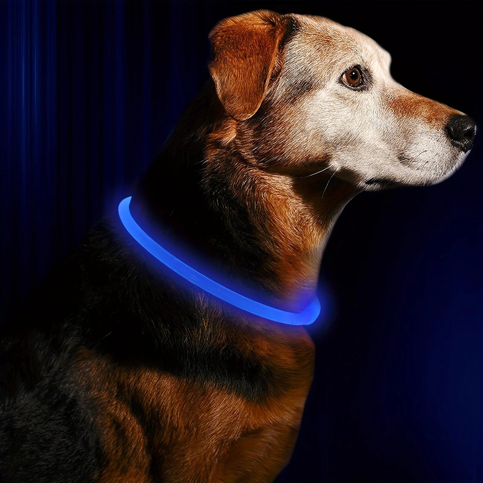 Pethod LED Dog Collar – USB Rechargeable Light-Up Safety Collar for Night Walks