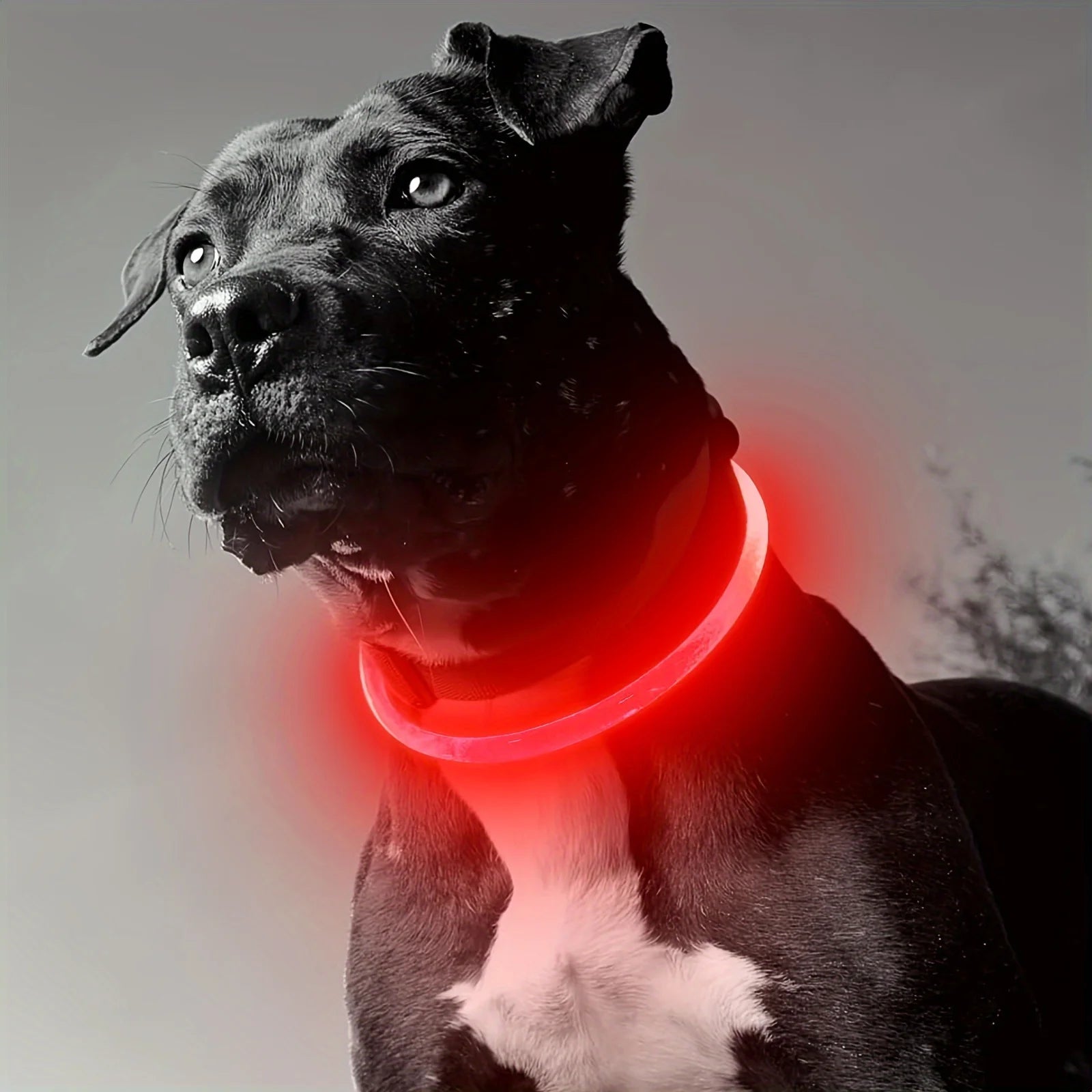 Pethod LED Dog Collar – USB Rechargeable Light-Up Safety Collar for Night Walks